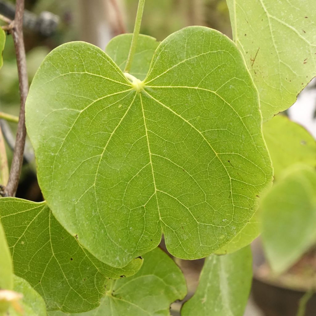 Cercis canadensis Texas White