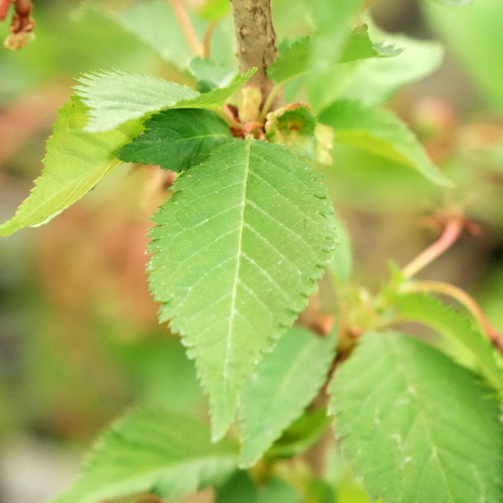 Prunus nipponica Brillant - Sierkers