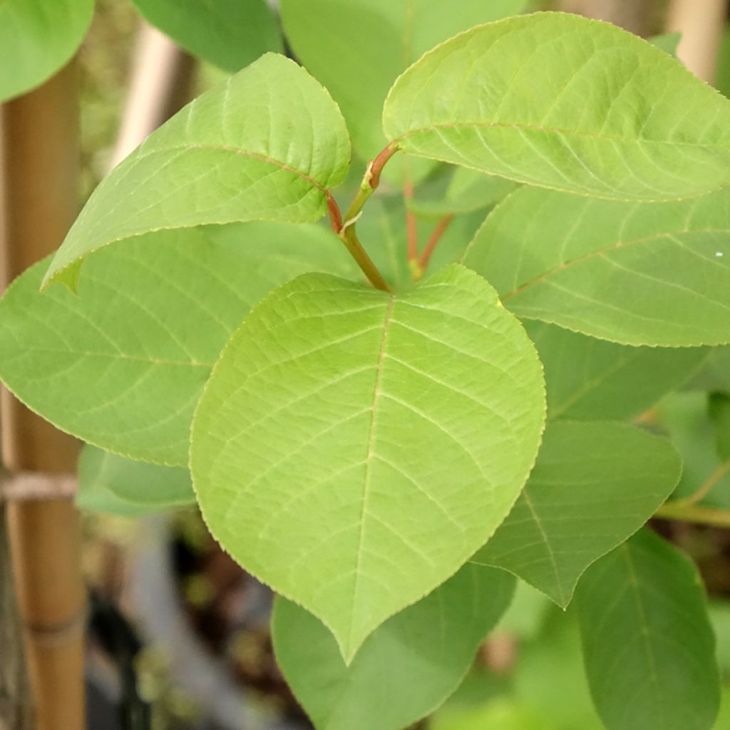 Prunus virginiana Canada Red