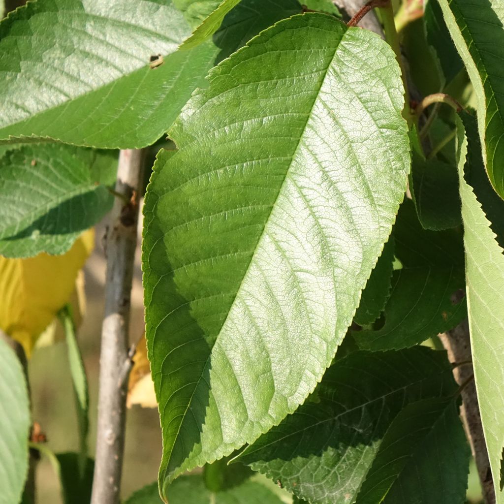 Cerejeira Bigarreau Délice de Malicorne Georges Delbard - Prunus avium