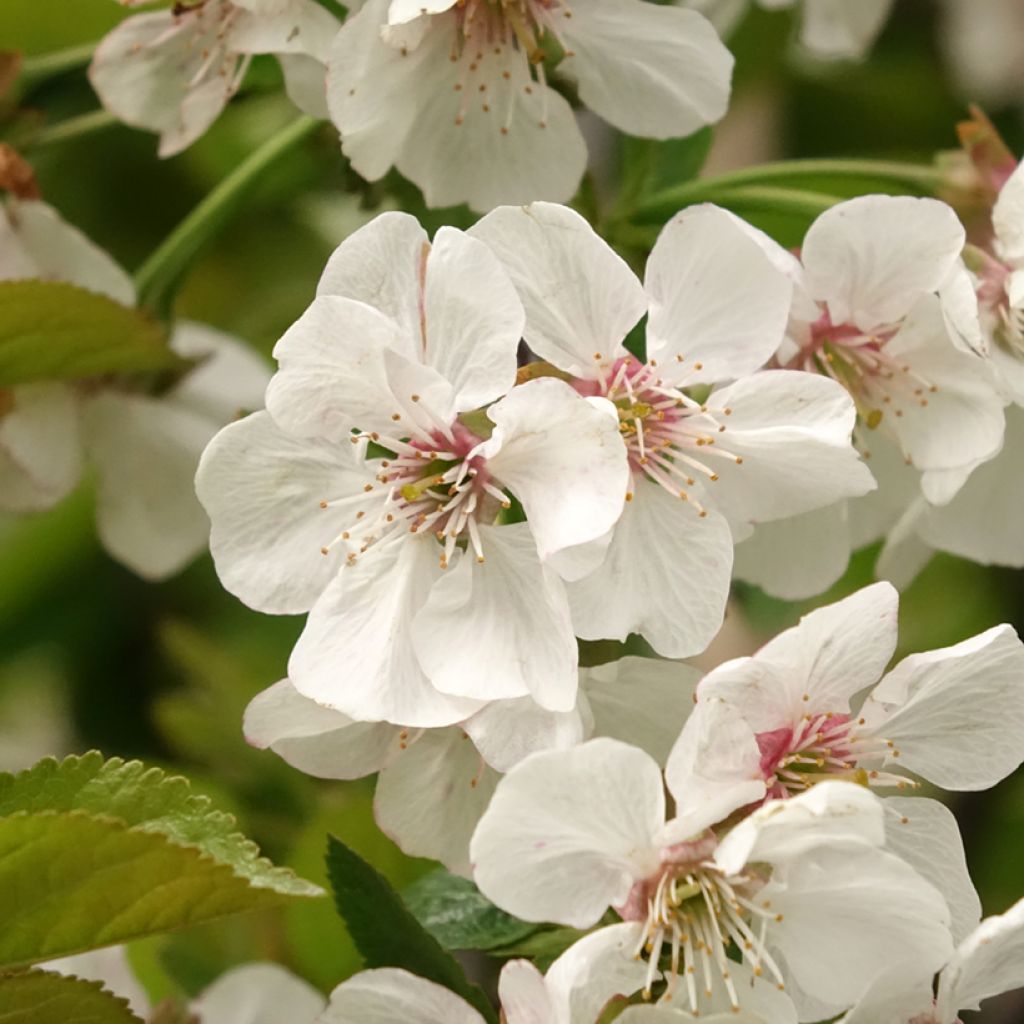 Cerejeira Bigarreau Reverchon - Prunus avium