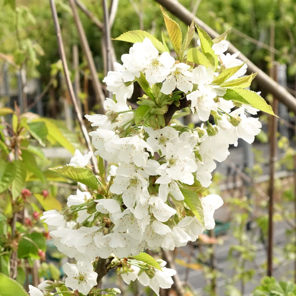 Cerejeira Early Rivers - Prunus cerasus
