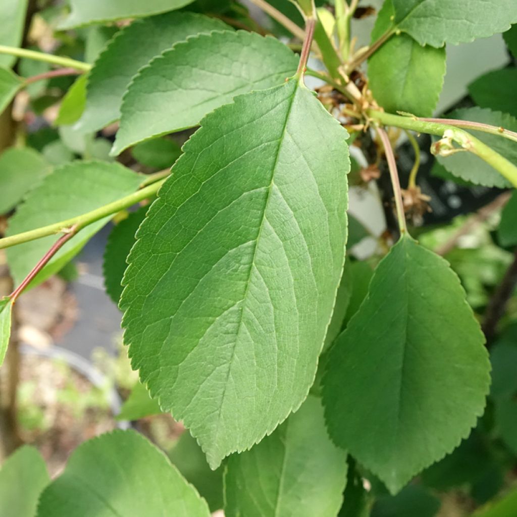 Zure kers Montmorency