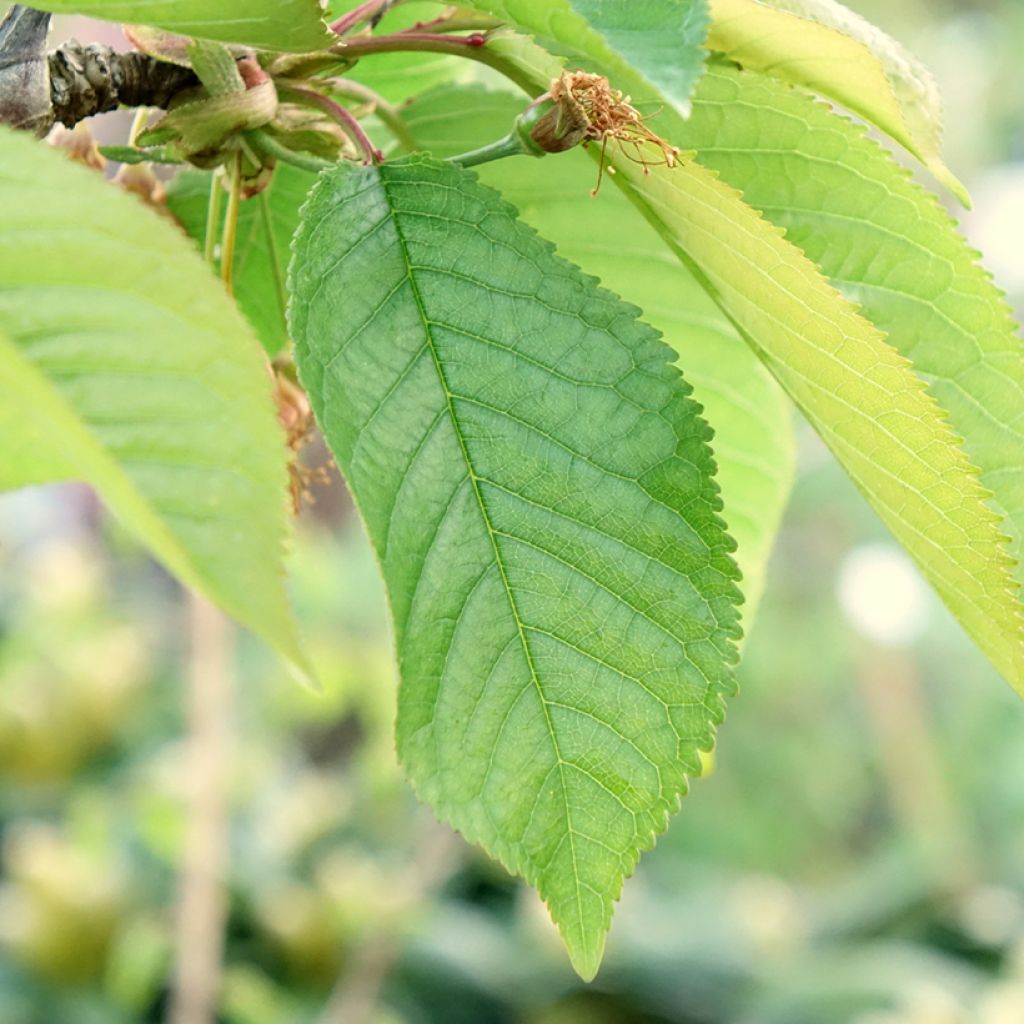 Cerejeira Staccato - Prunus avium
