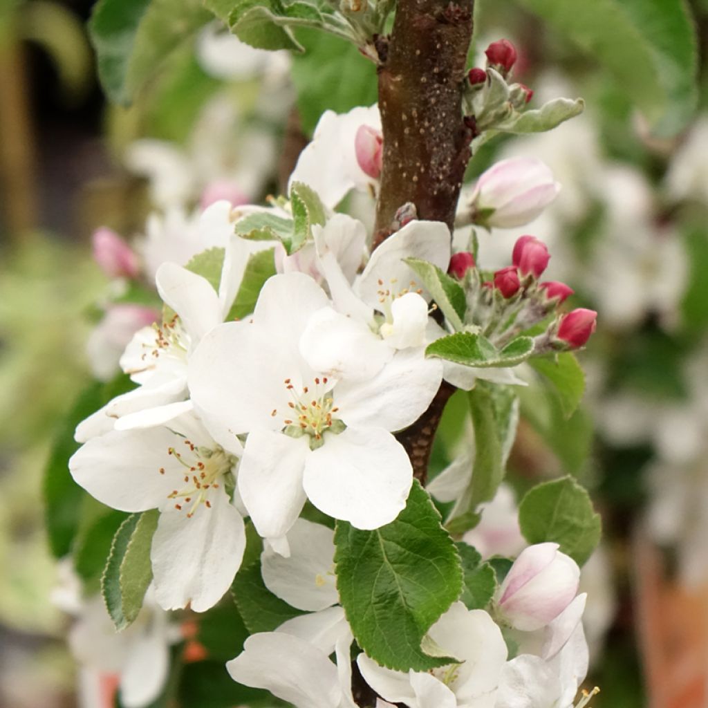 Cerejeira Staccato - Prunus avium