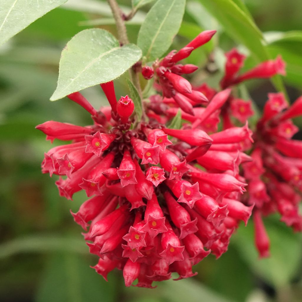 Cestrum elegans Rubrum