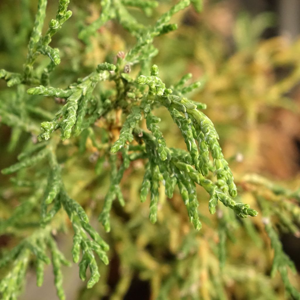 Chamaecyparis obtusa Lycopodioides