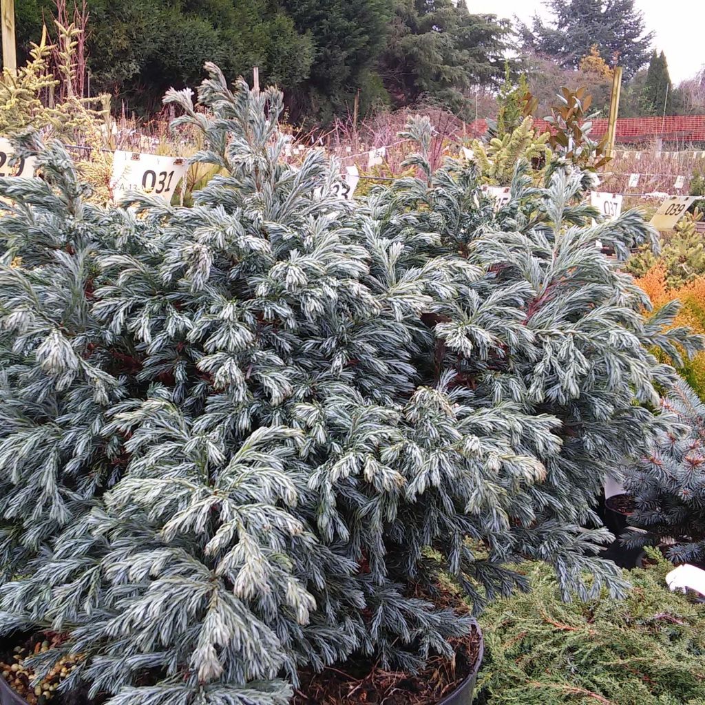 Chamaecyparis pisifera Boulevard - Cyprès Sawara