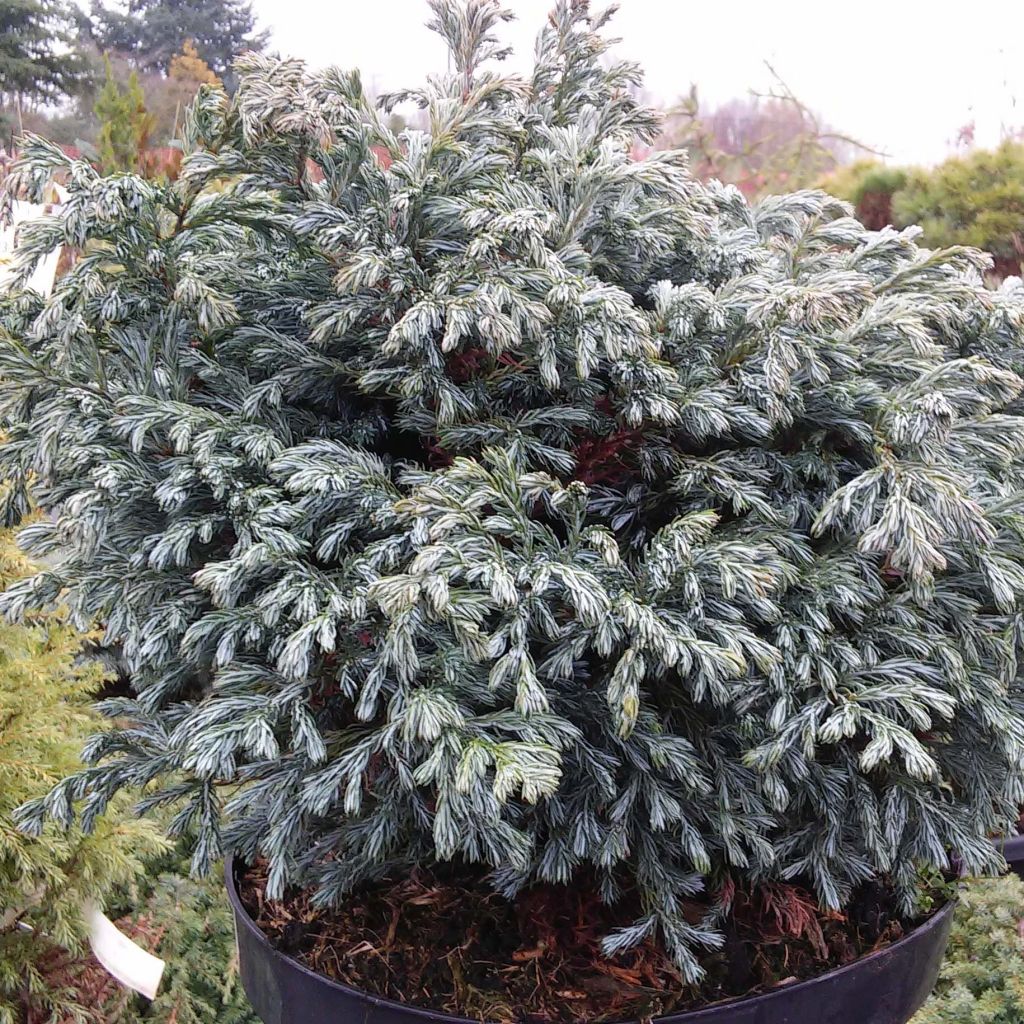 Chamaecyparis pisifera Boulevard - Cyprès Sawara