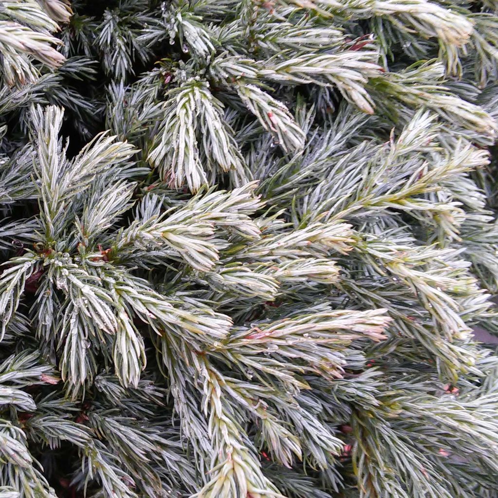 Chamaecyparis pisifera Boulevard - Cyprès Sawara