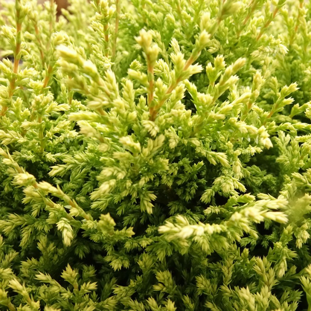 Chamaecyparis pisifera Plumosa Compressa