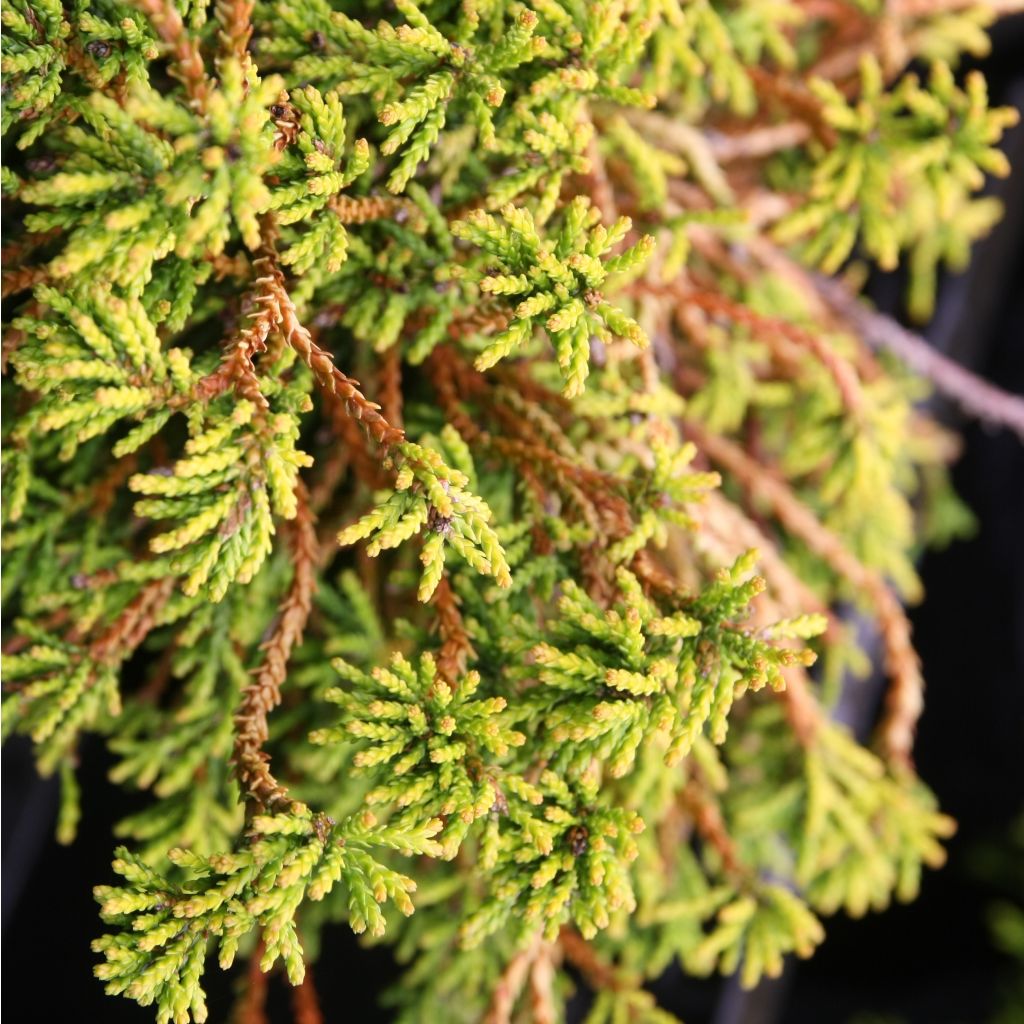 Chamaecyparis obtusa Gitte - Faux cyprès hinoki du Japon nain