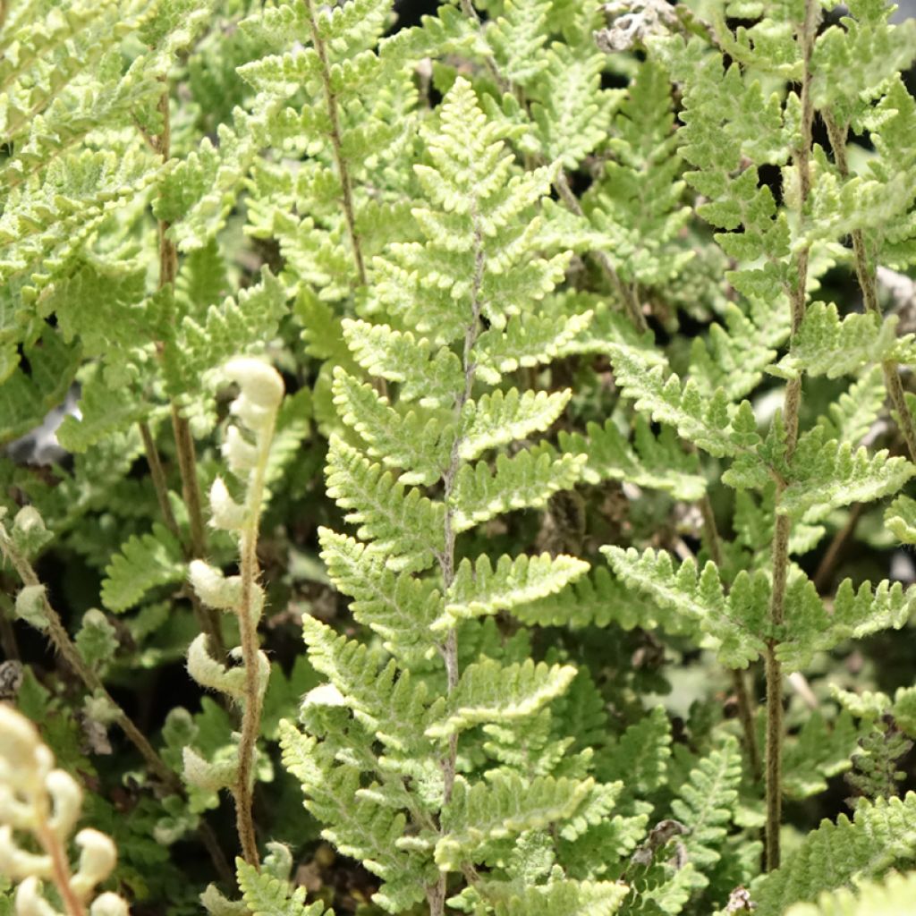 Cheilanthes lanosa Cimbra