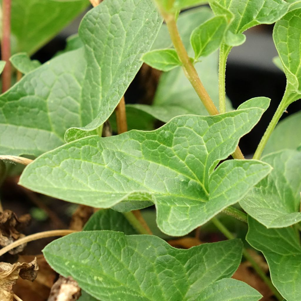 Chenopódio Bom Henrique plantas jovens