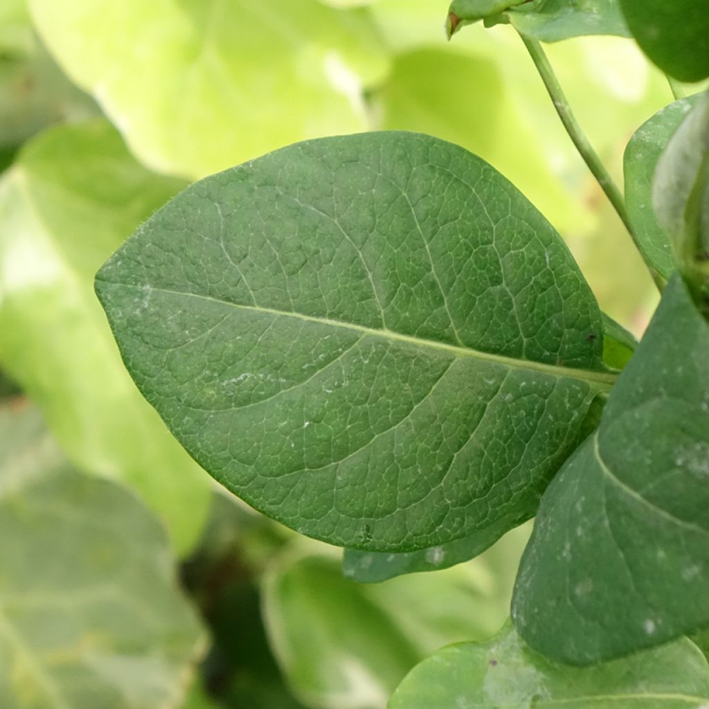 Madressilva-dos-bosques Belgica Select - Lonicera periclymenum