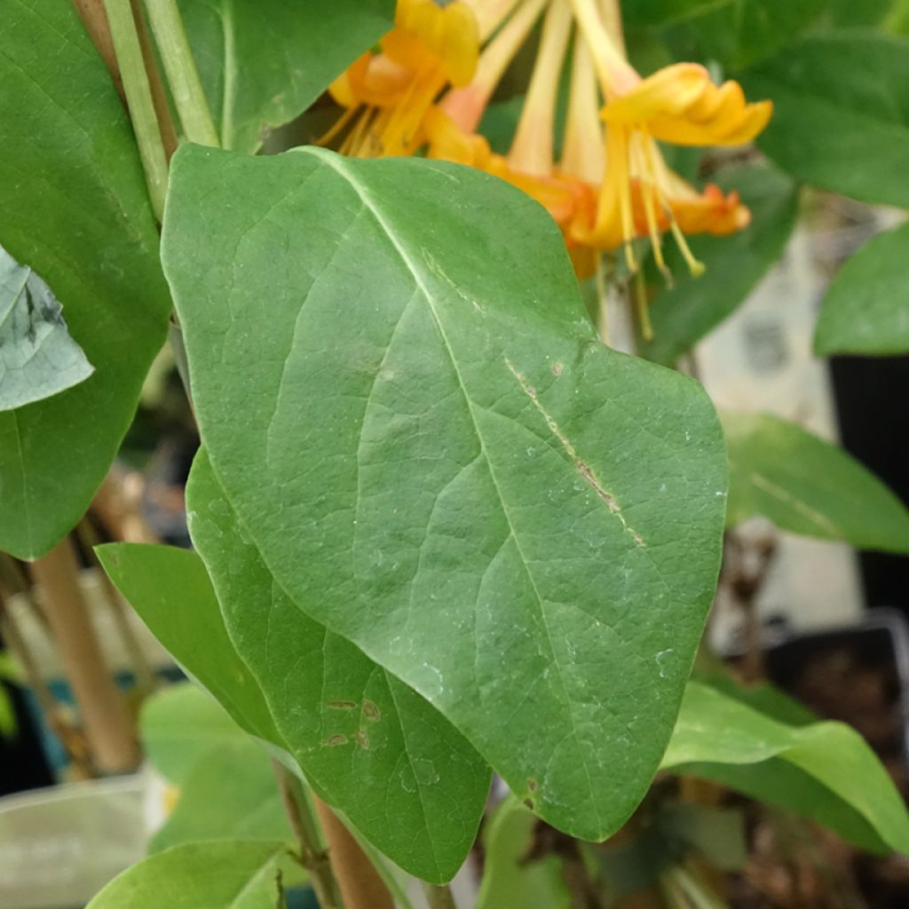 Lonicera tellmaniana