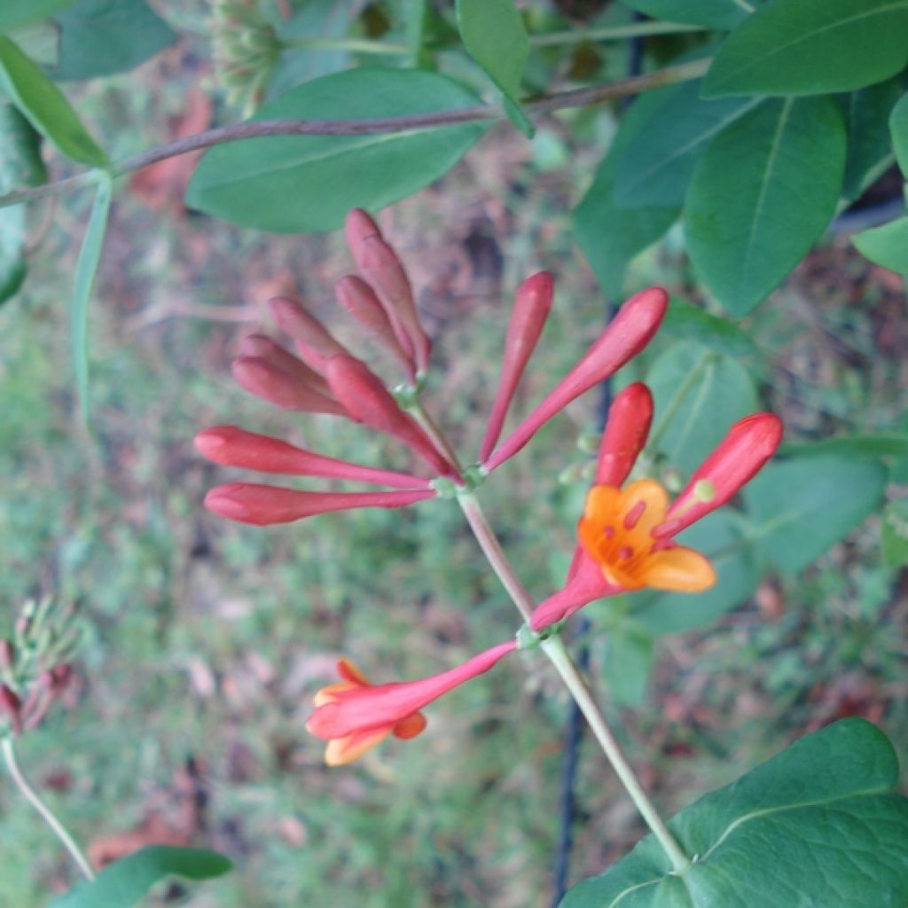 Chèvrefeuille Dropmore Scarlet, chèvrefeuille grimpant Dropmore