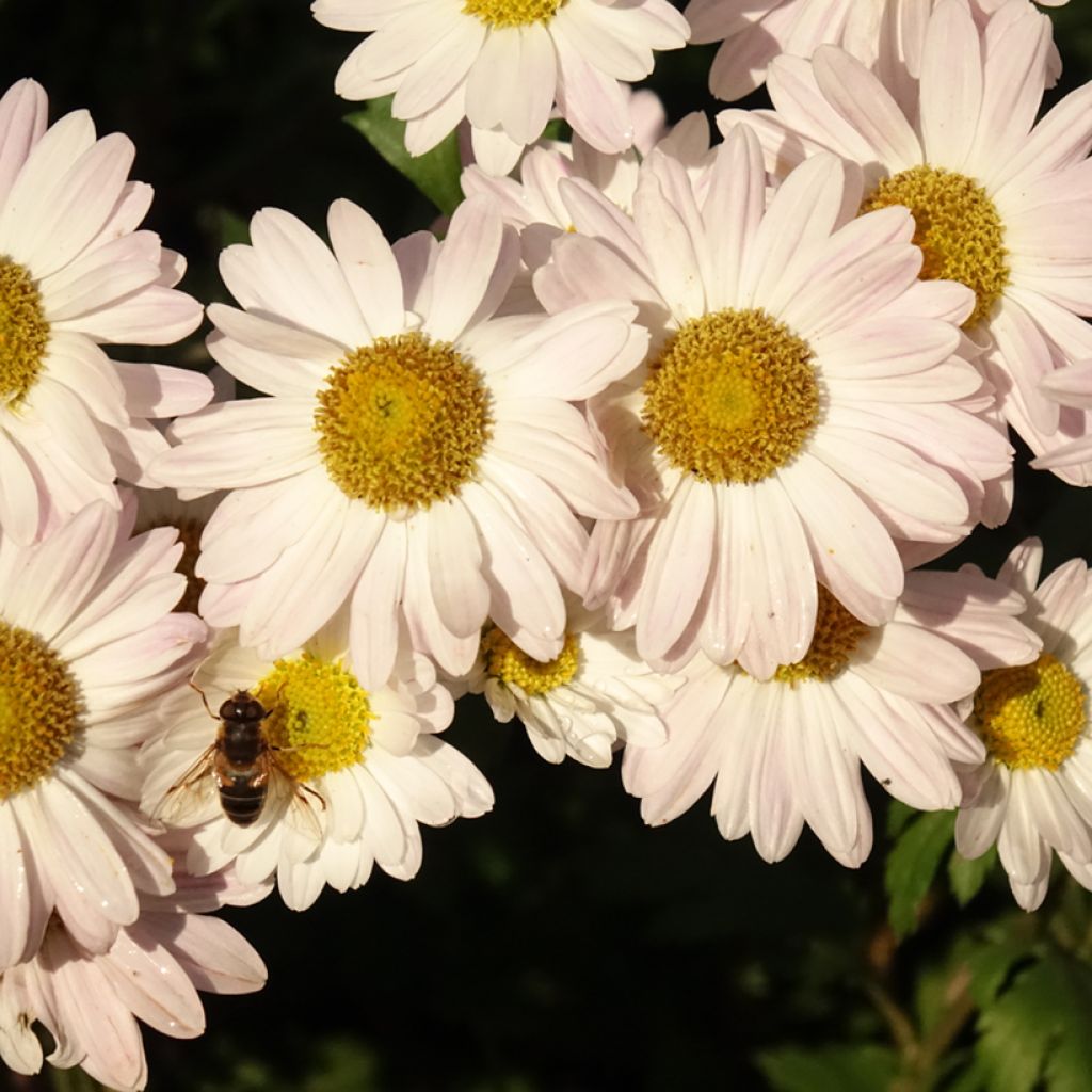 Chrysanthemum koreanum Hebe