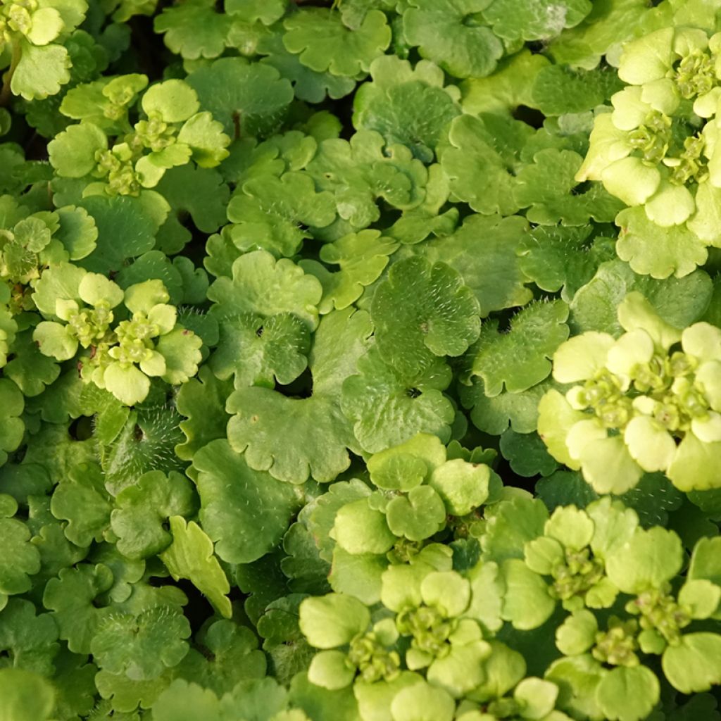 Chrysosplenium alternifolium