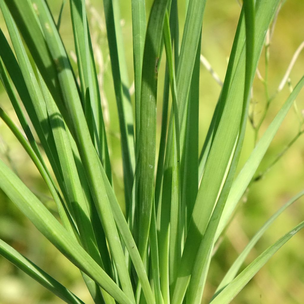 Cebolinho Chinês plantas jovens