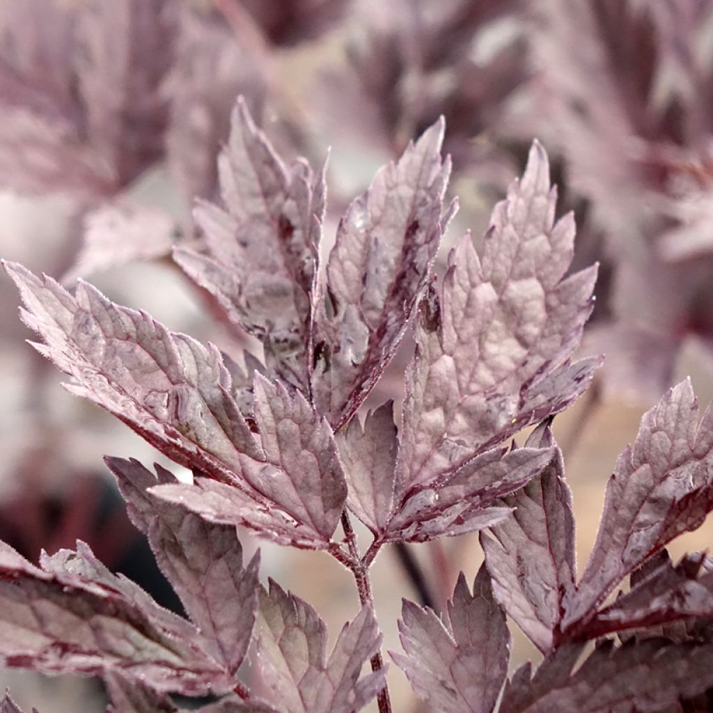 Actaea simplex Chocoholic