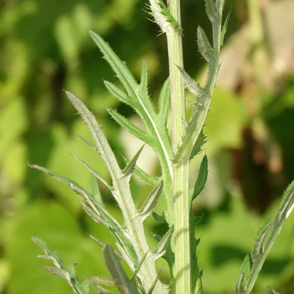 Cirsium rivulare Trevors Blue Wonder