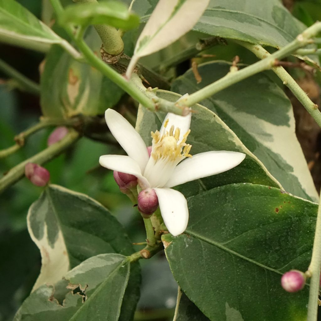 Limoeiro-variegado - Citrus x limon Variegata