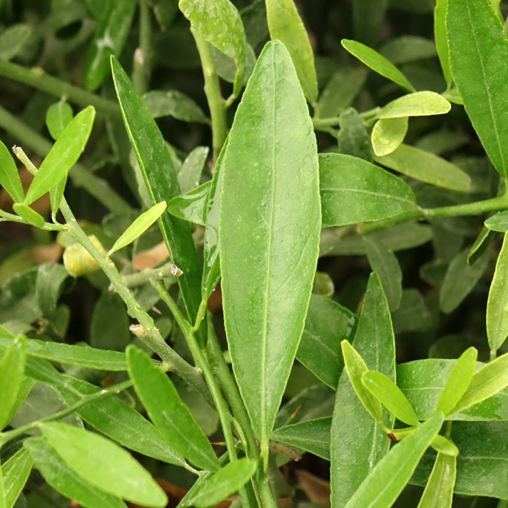 Citrus glauca