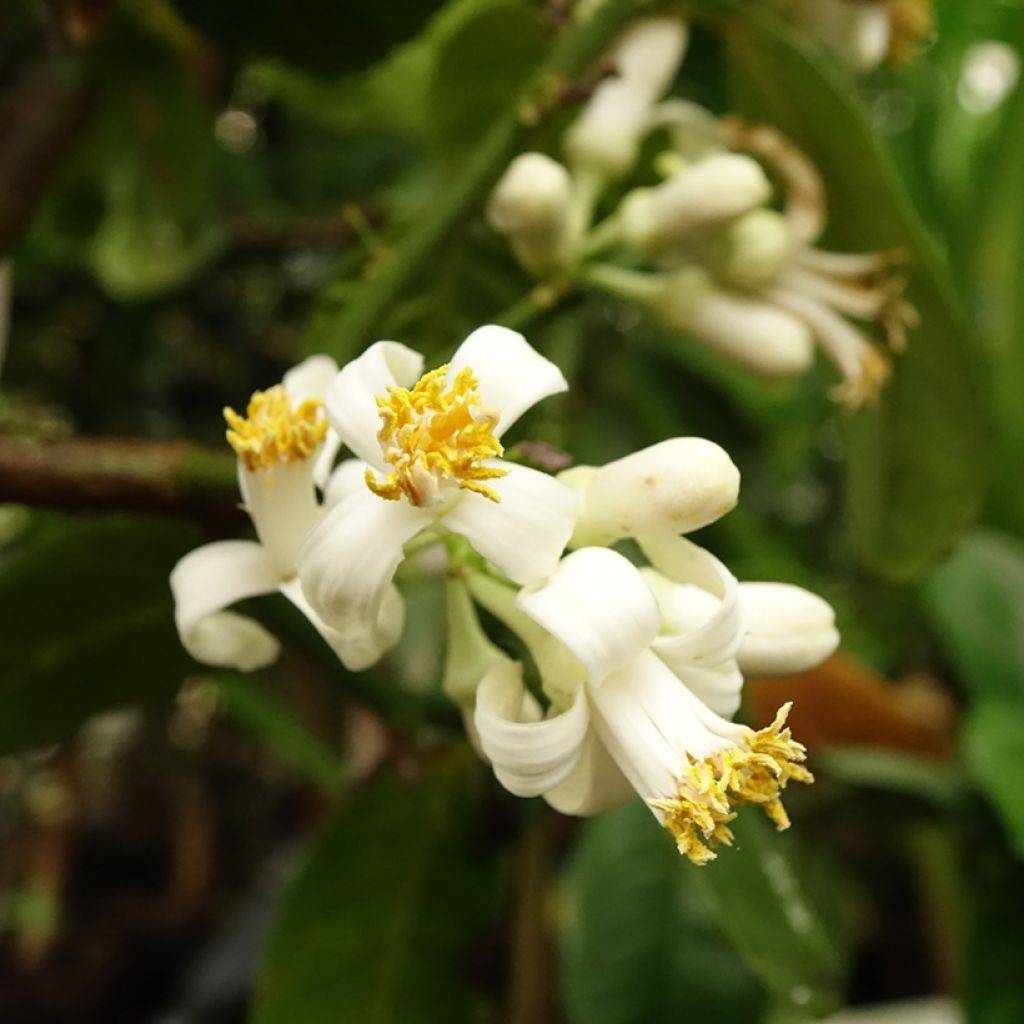 Cidreira Maxima - Citrus medica