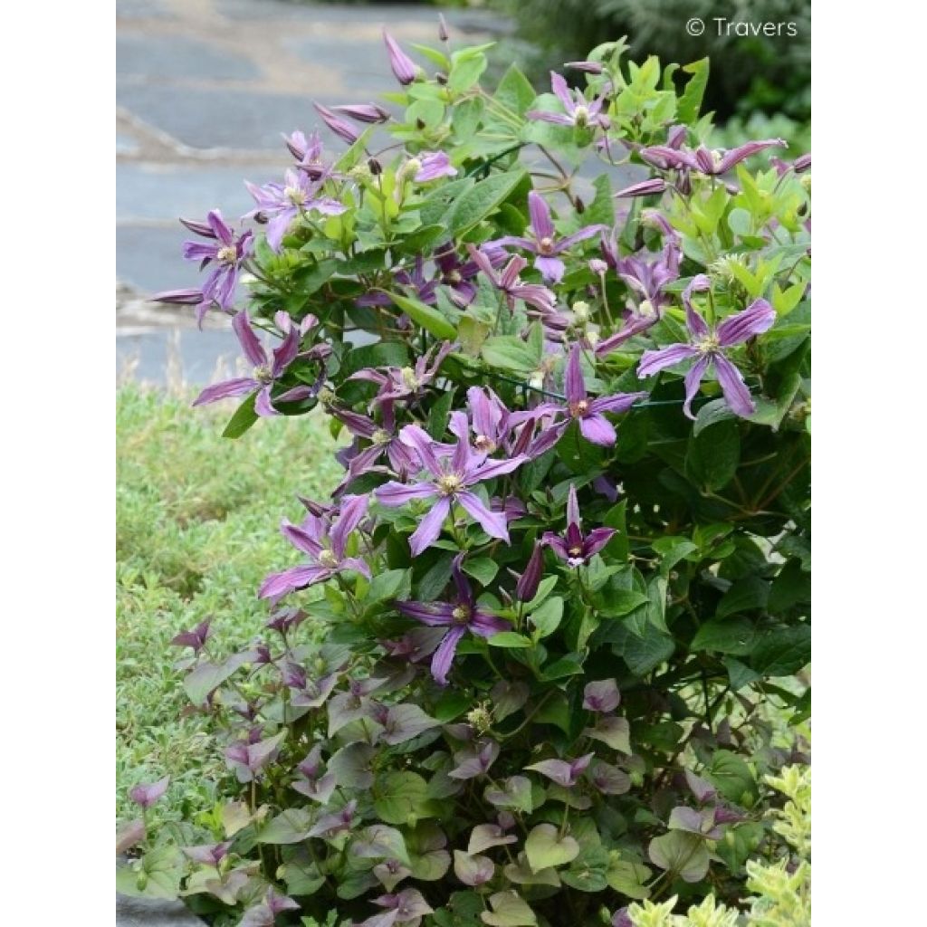 Clématite - Clematis Saphyra Estrella