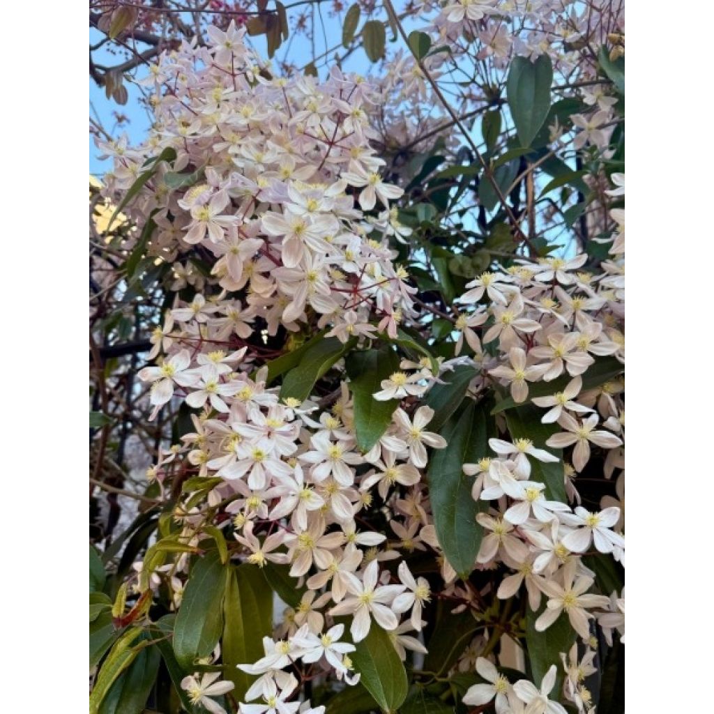 Clématite - Clematis armandii