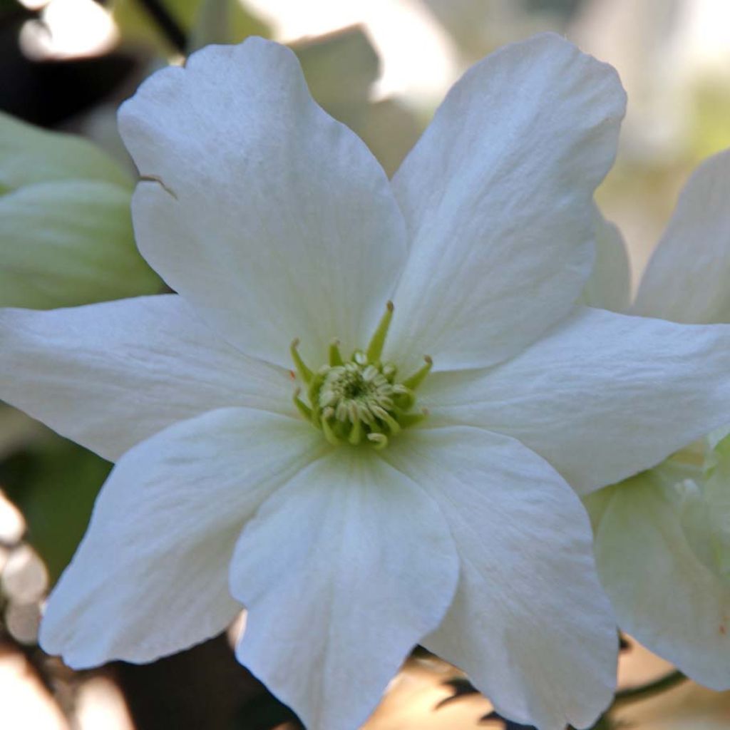 Clématite - Clematis Avalanche®