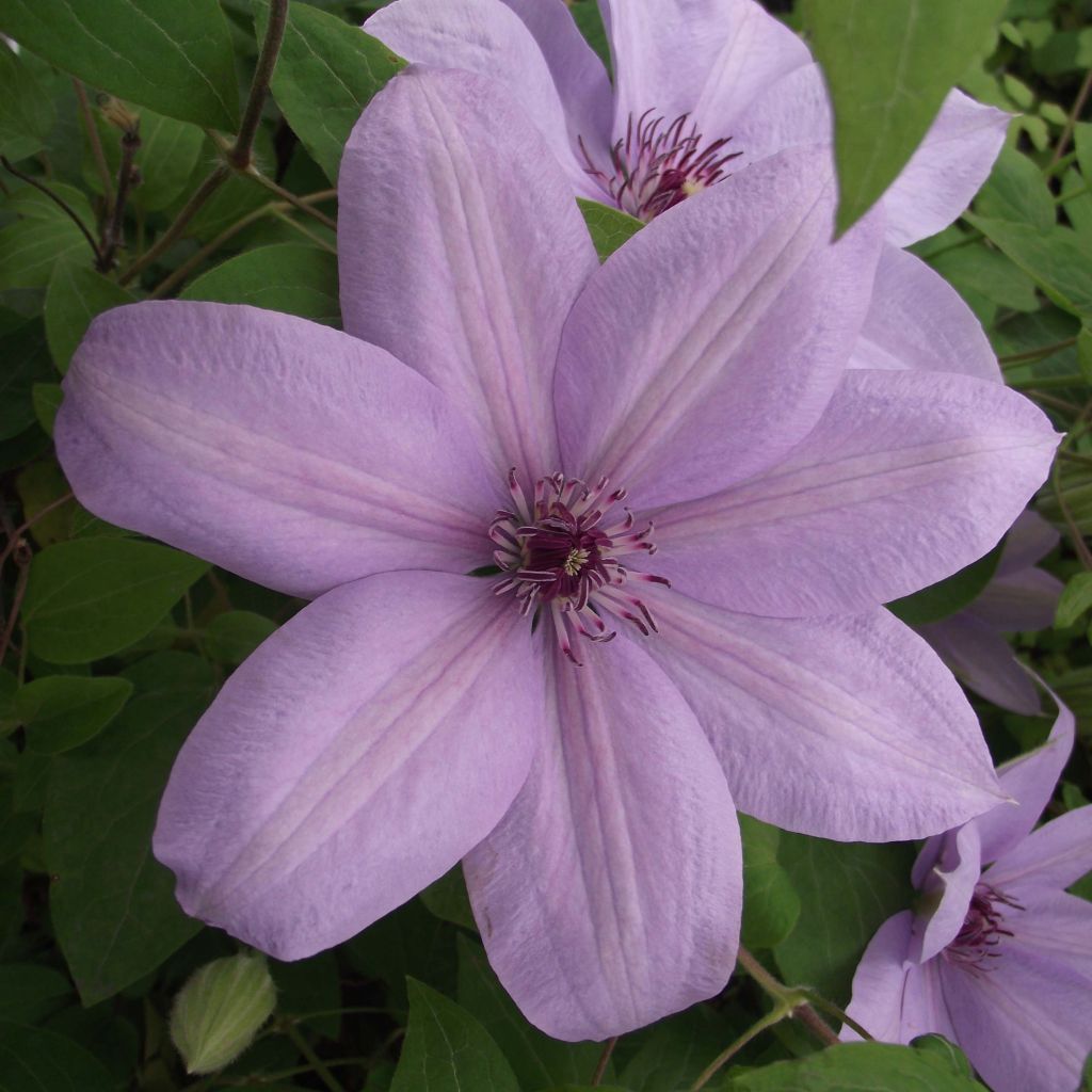 Clématite - Clematis Bernardine