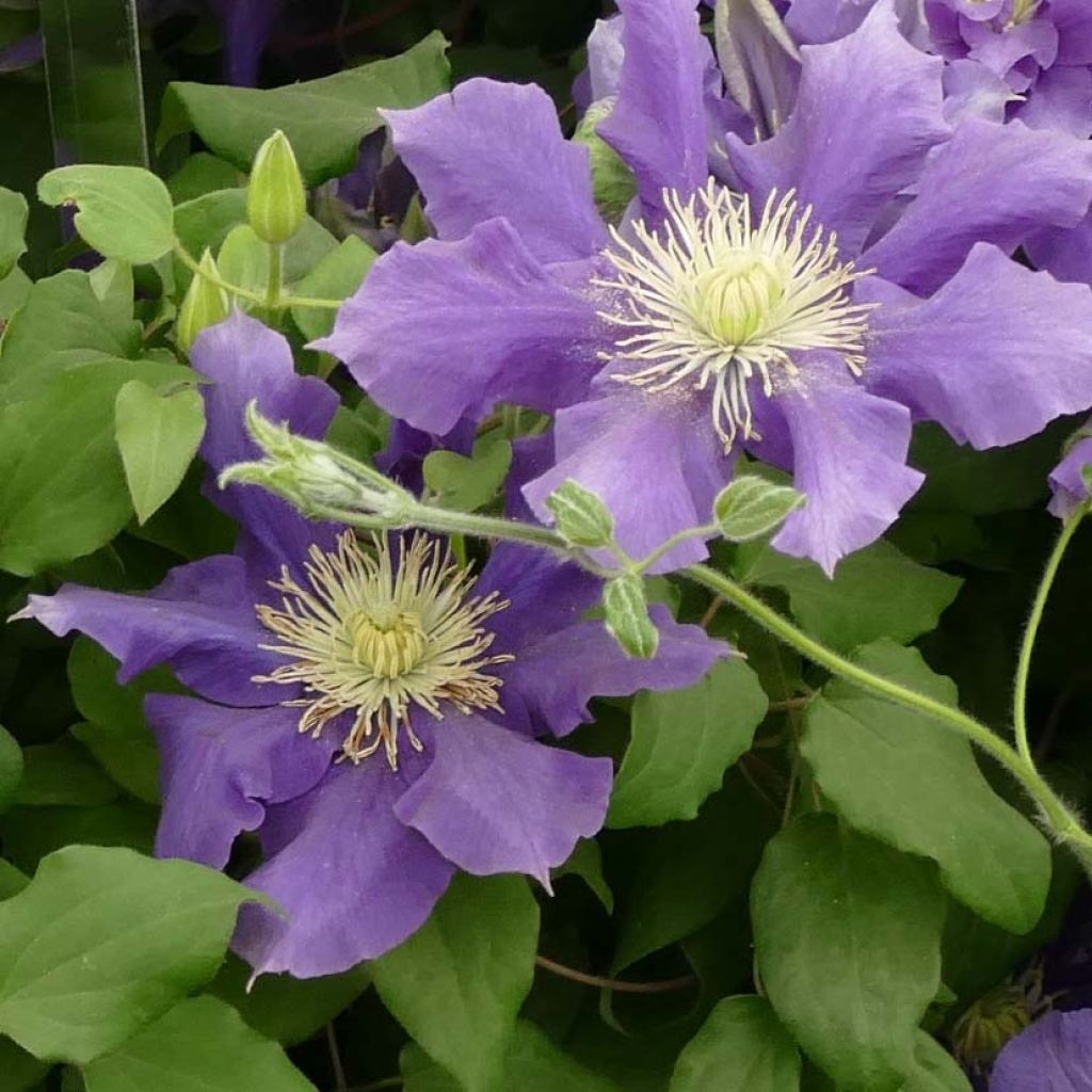 Clématite - Clematis Chevalier