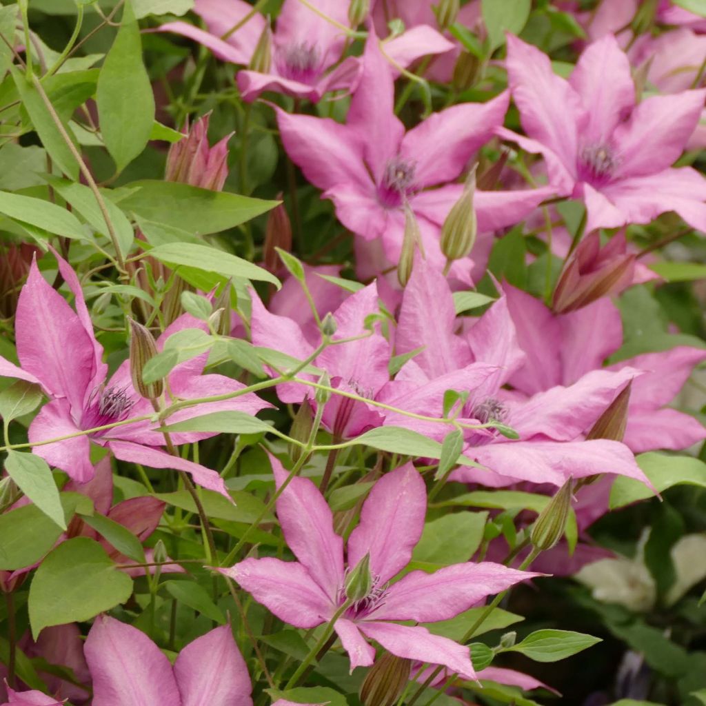 Clématite - Clematis Giselle