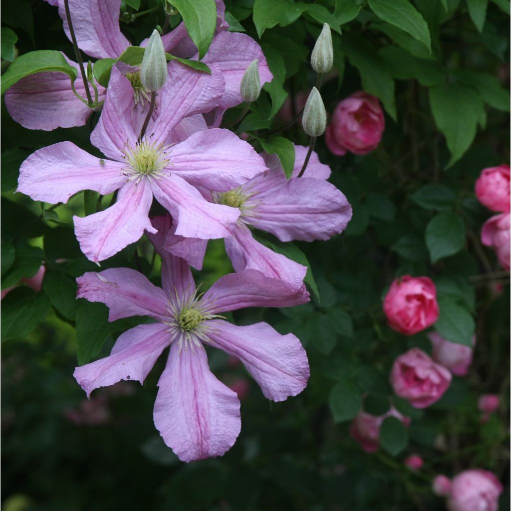 Clématite - Clematis Comtesse de Bouchaud