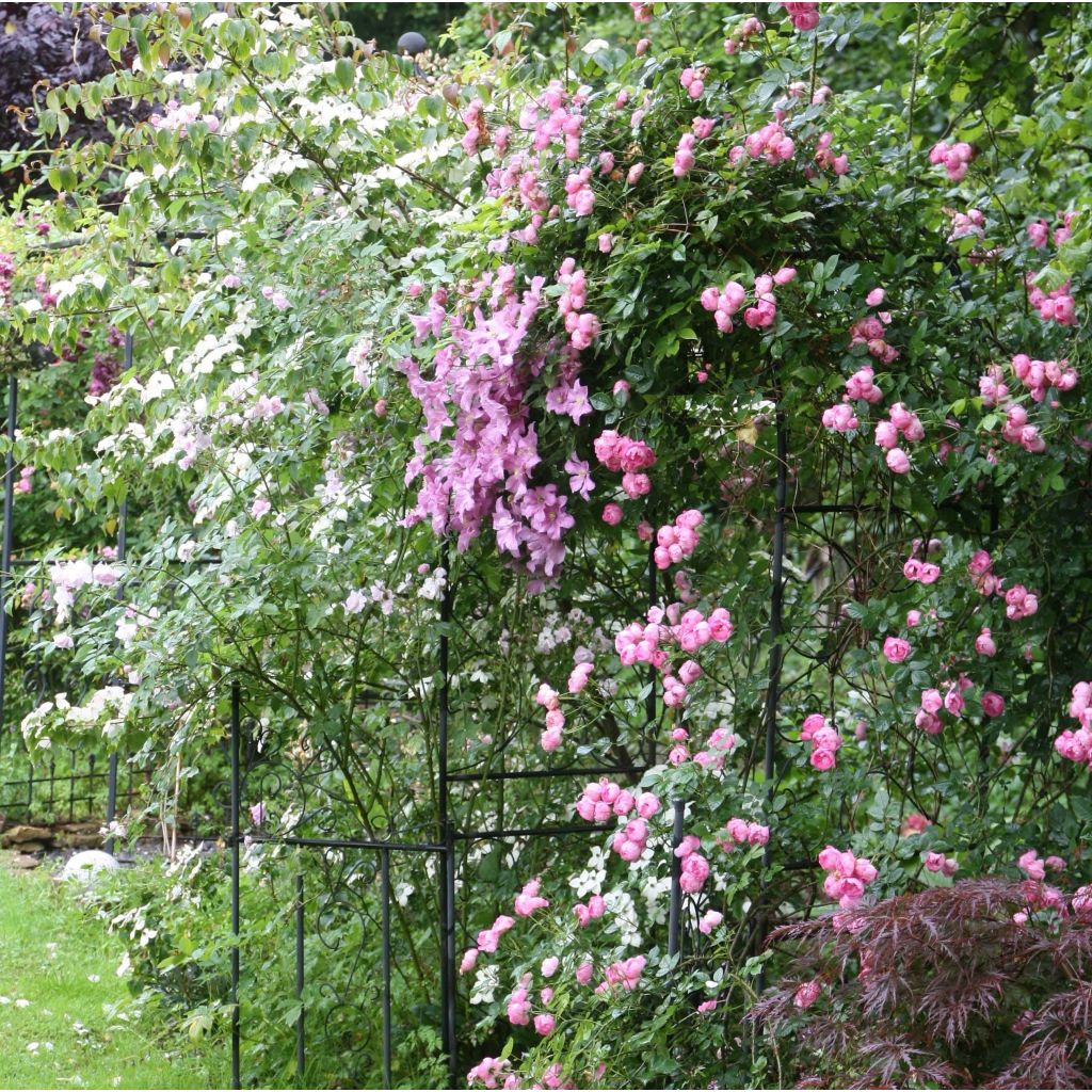 Clématite - Clematis Comtesse de Bouchaud