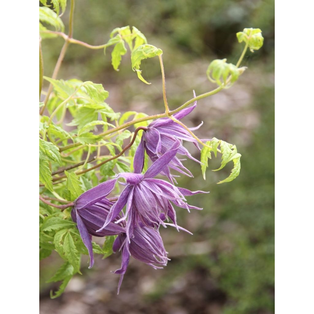 Clématite - Clematis Eximia