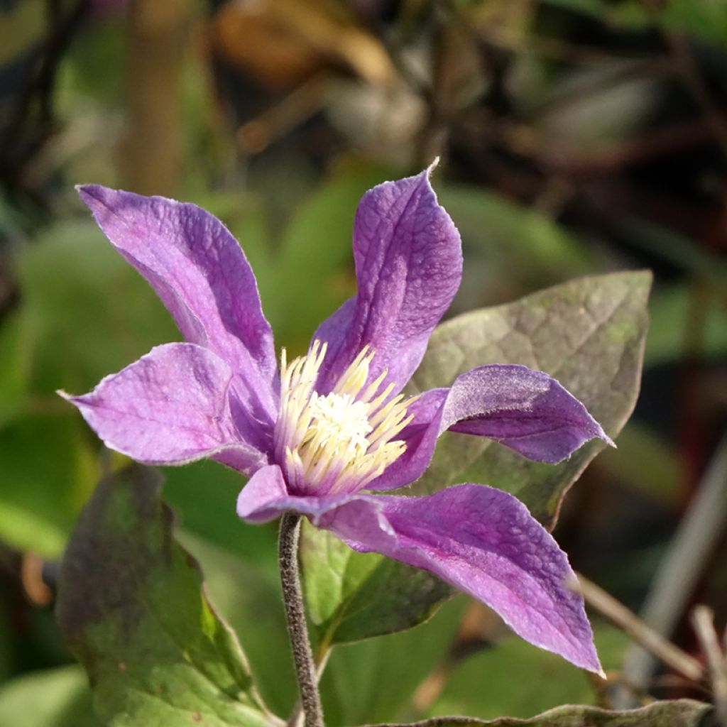 Clematis Arabella
