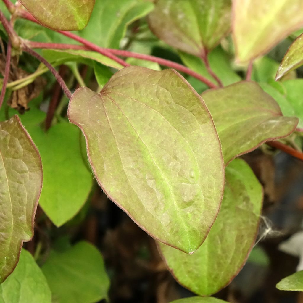 Clematis Beauty of Worcester