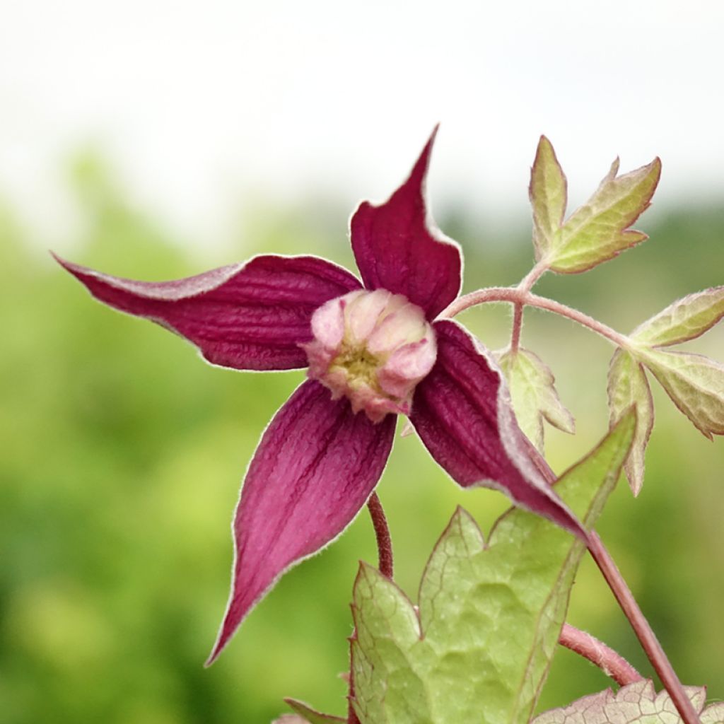 Clematis Brunette