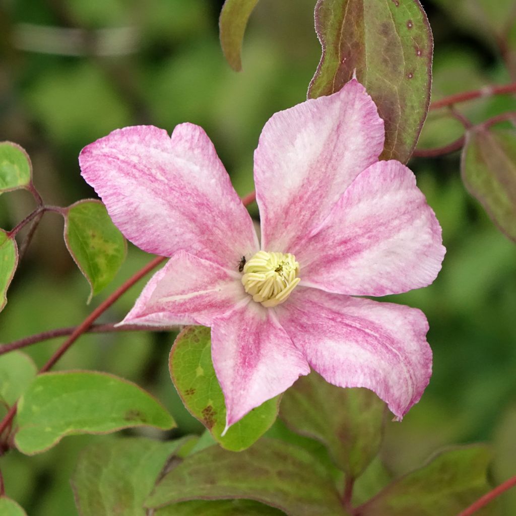 Clematis Caroline