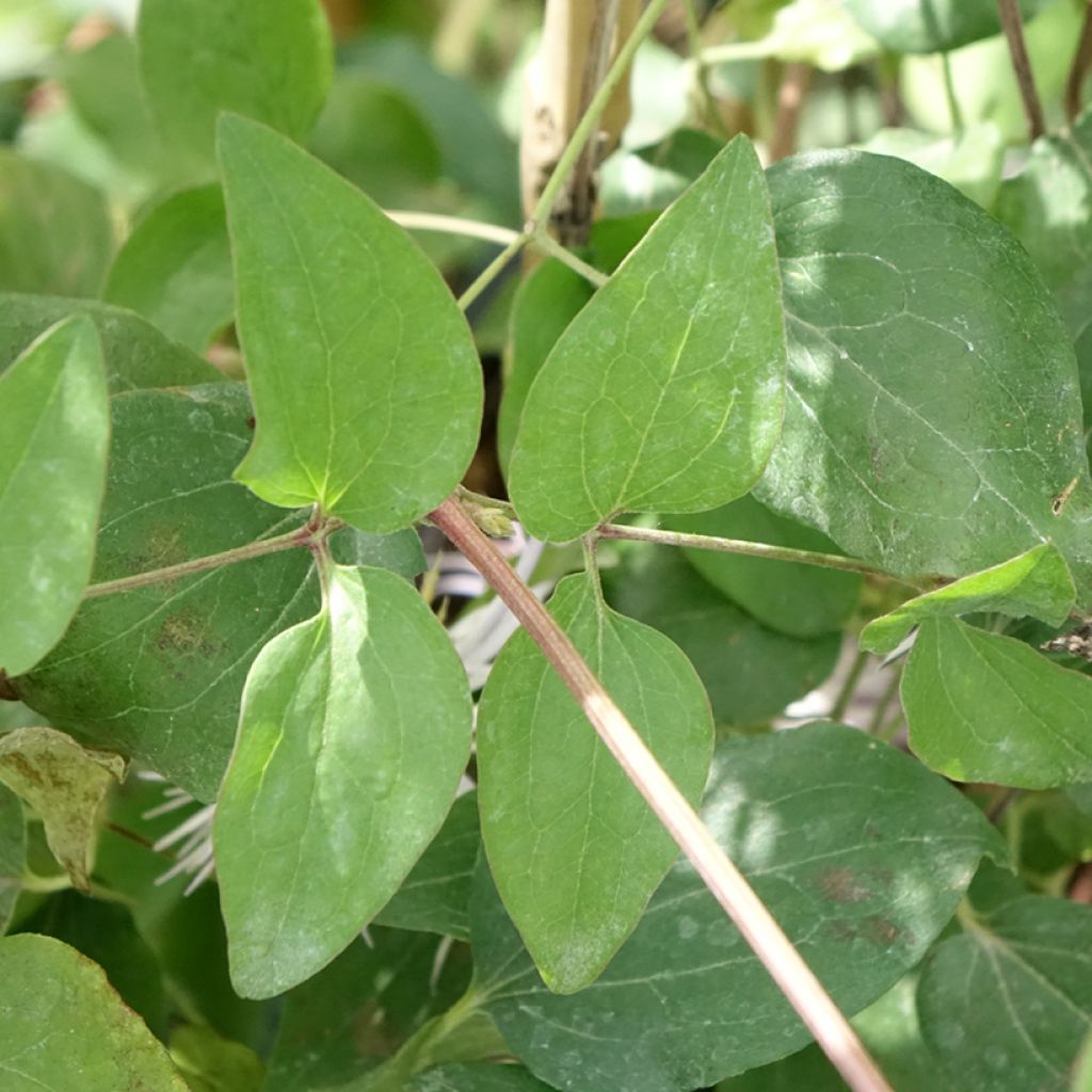 Clematis Crystal Fountain