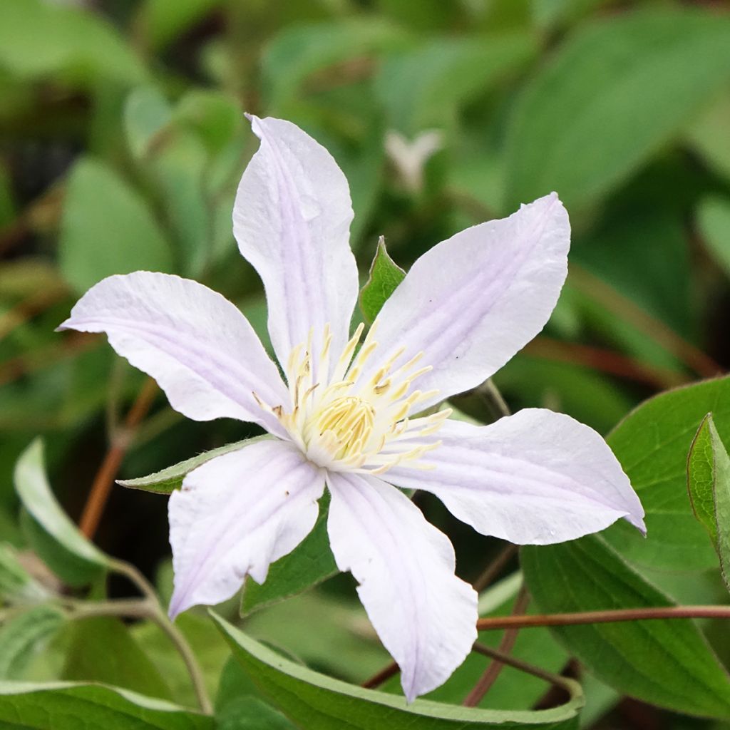 Clematis Clematis River Star