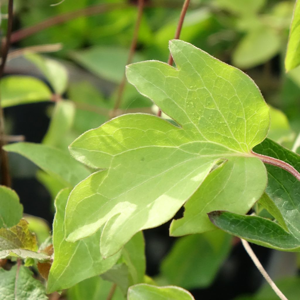 Clematis viticella Ernest Marckham