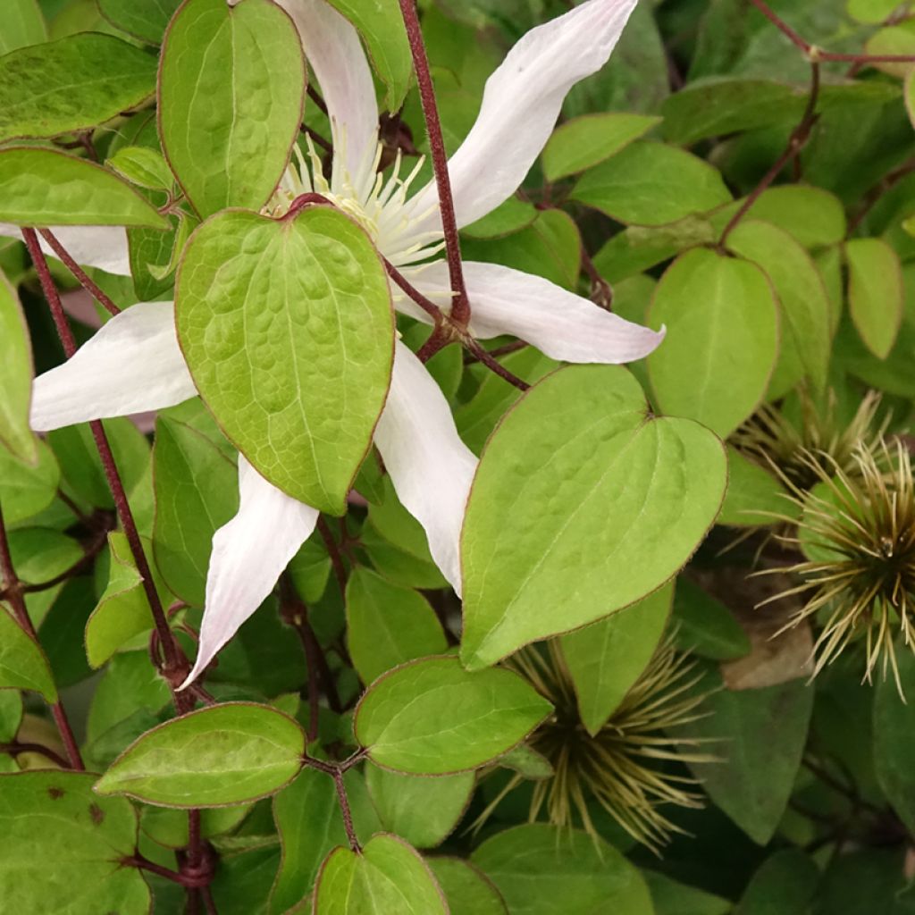 Clematis Etoile Nacrée