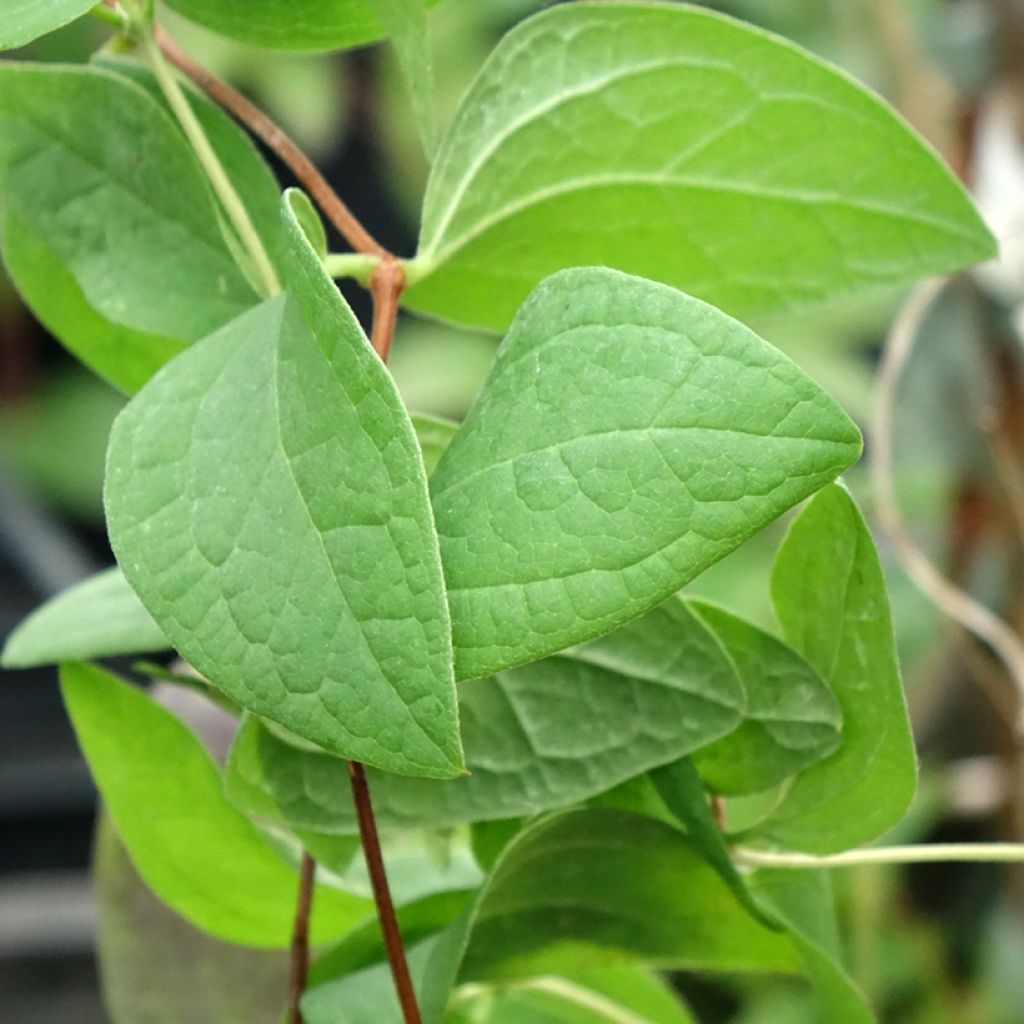 Clematis Fascination