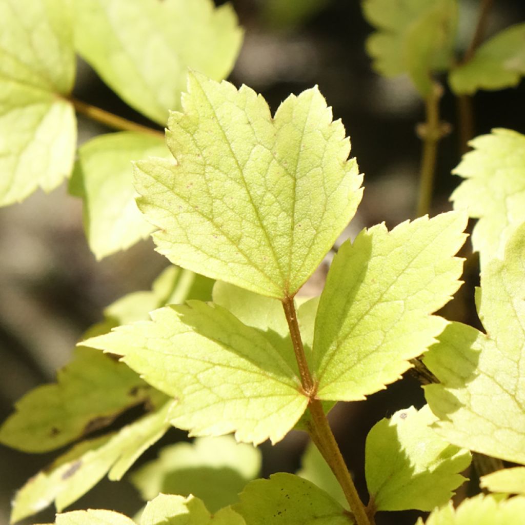 Clematis heracleifolia Pink Dwarf