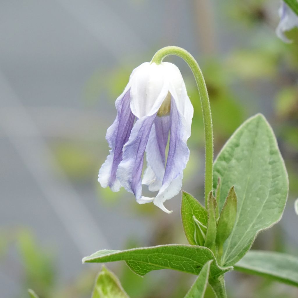 Clematis integrifolia Hakuree
