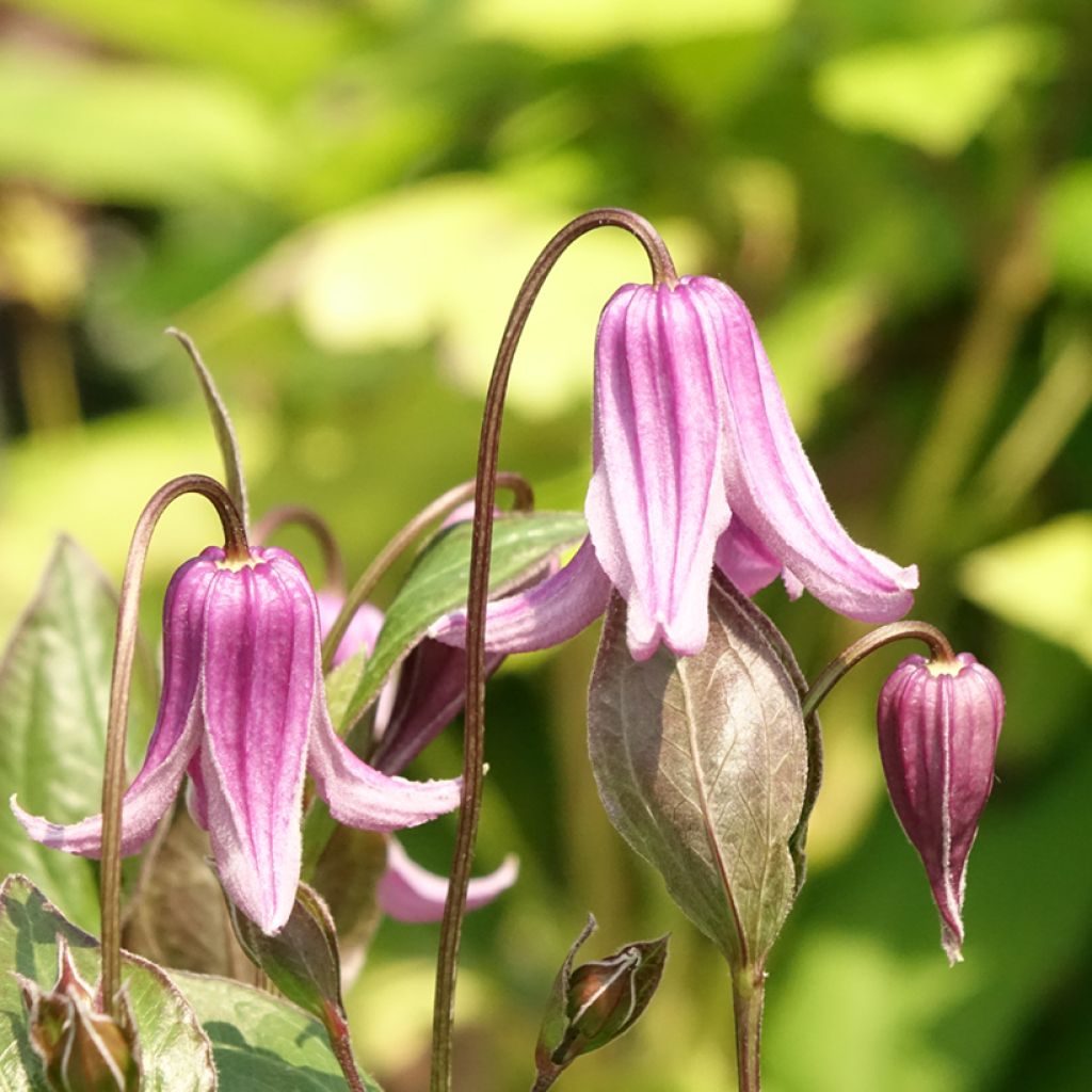 Clematis integrifolia Rosea